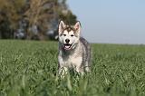 ALASKAN MALAMUTE 179